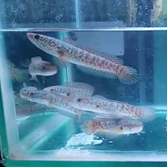 channa auranti uk 10 - 12cm