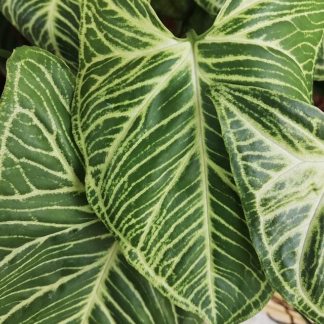 SYNGONIUM BATIK ORIGINAL / ASLI / Tanaman indoor & outdoor