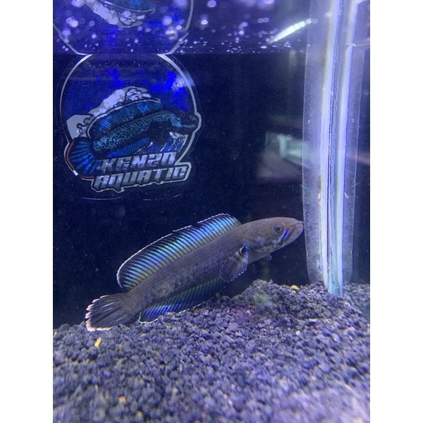 andrao size 10 cm single tank (garansi gondrong) - Andrao singke, 8 cm - Andrao singke, 8 cm