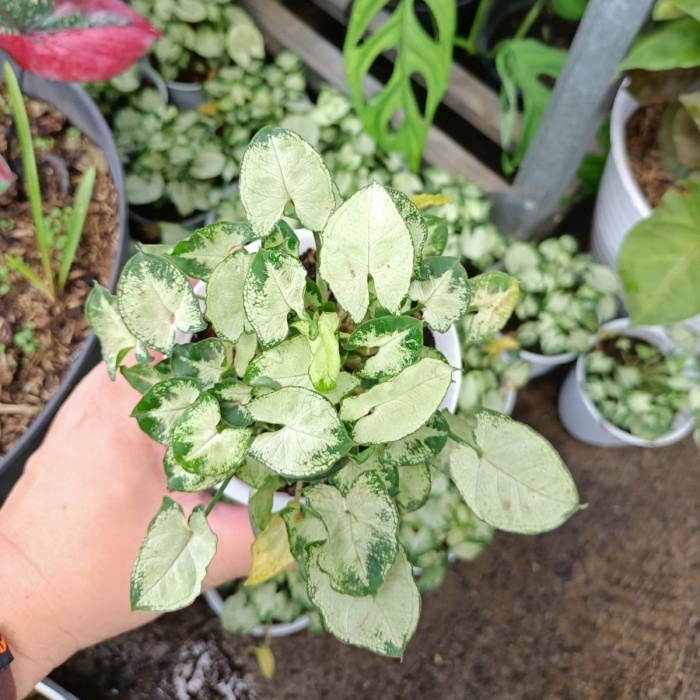 tanaman hias keladi liliput, liliput bibit,keladi mini, tanaman mungil