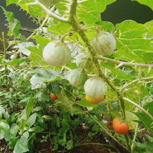 

Buah Terong Garut/Eri /Esot /Duri 250 Gram Presh