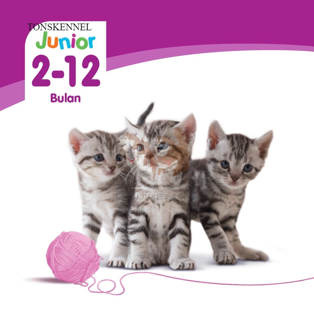 WHISKAS Junior Pouch Makanan Basah Kitten  Kemasan Pouch (24-Pack), 80g. Makanan Kucing Basah Untuk Anak Kucing Umur 2-12 Bulan