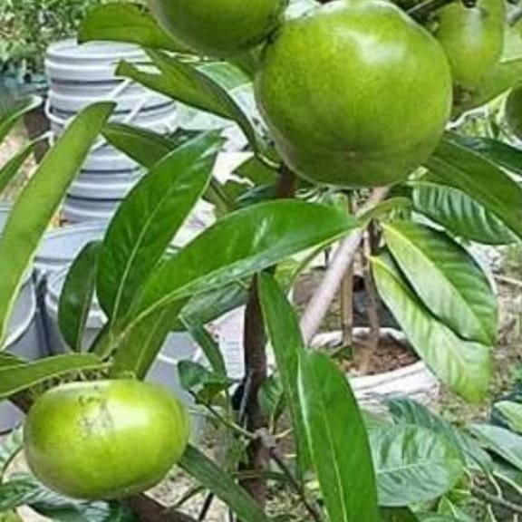 bibit buah black sapote