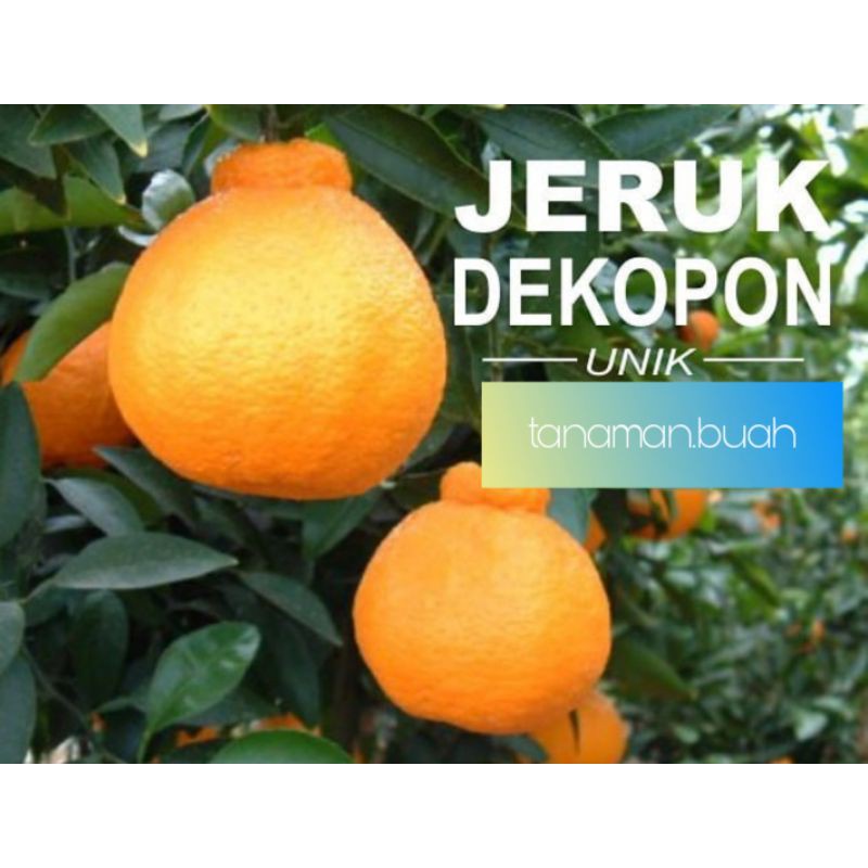 bibit jeruk dekopon sudah berbuah