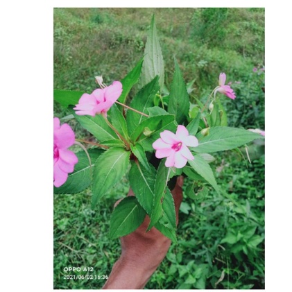 

DAUN PACAR AIR/PACAR TERE SEGAR 1KG MURAH OBAT HERBAL OBAT TRADISIONAL OBAT ALAMI