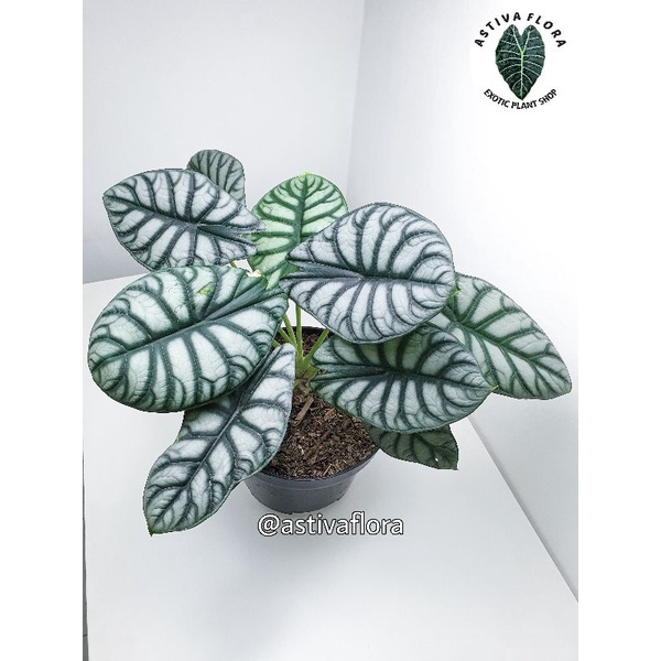 Alocasia silver dragon (2-4 daun) - Bibit alocasia dragon silver alokasia tengkorak silver / Bisa co