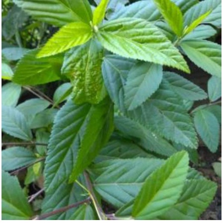 

DAUN SIDAGURI SEGAR 1KG KWALITAS TERBAIK OBAT HERBAL TRADISIONAL ALAMI