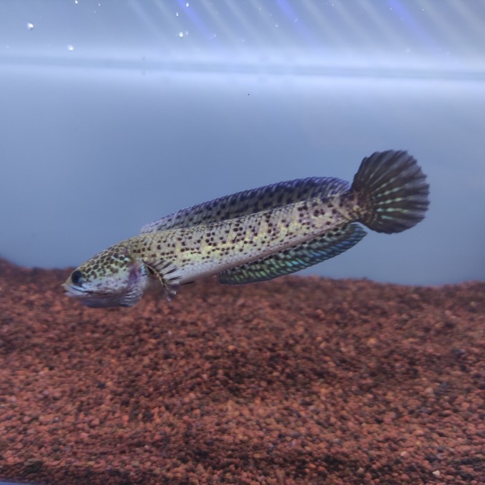 RARE ITEM.. Baby Channa Auranti Size 10-15 cm - 10-13 cm - 7-9 cm