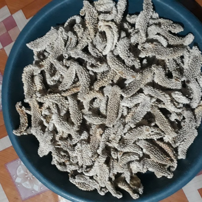 

TERIPANG DURI HAISOM QUALITY / TERIPANG LAUT GAMAT KERING - 100 gram