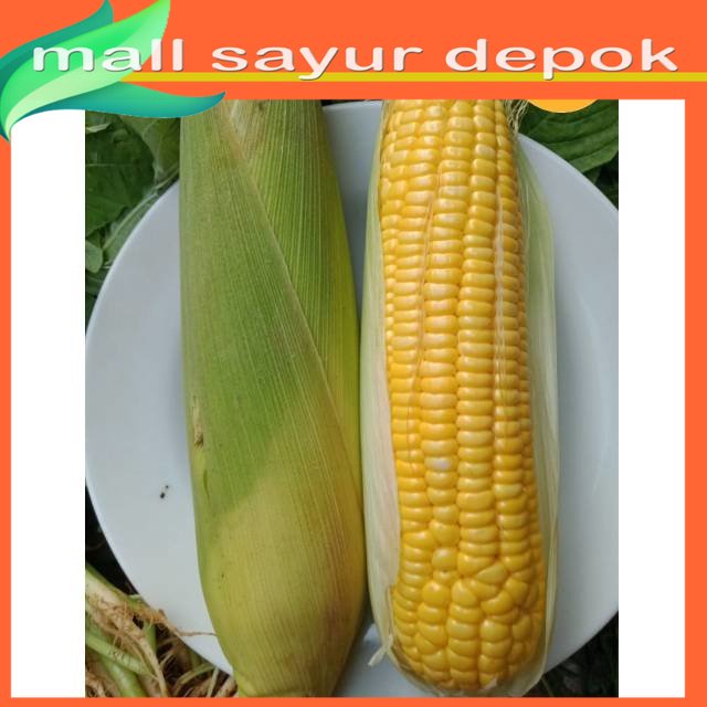 

Jagung Manis