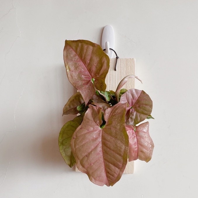 Wall of fame - Syngonium Pink Lady