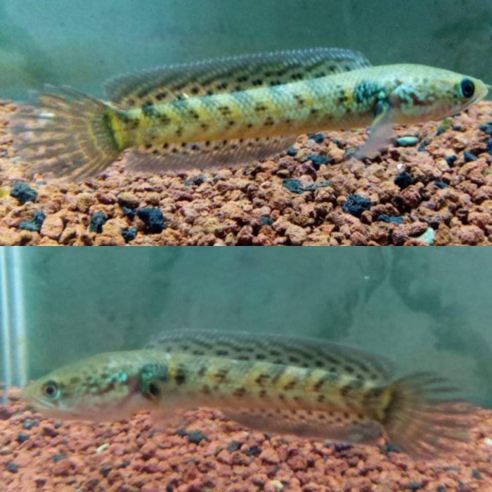 chana auranti baby 7-12cm