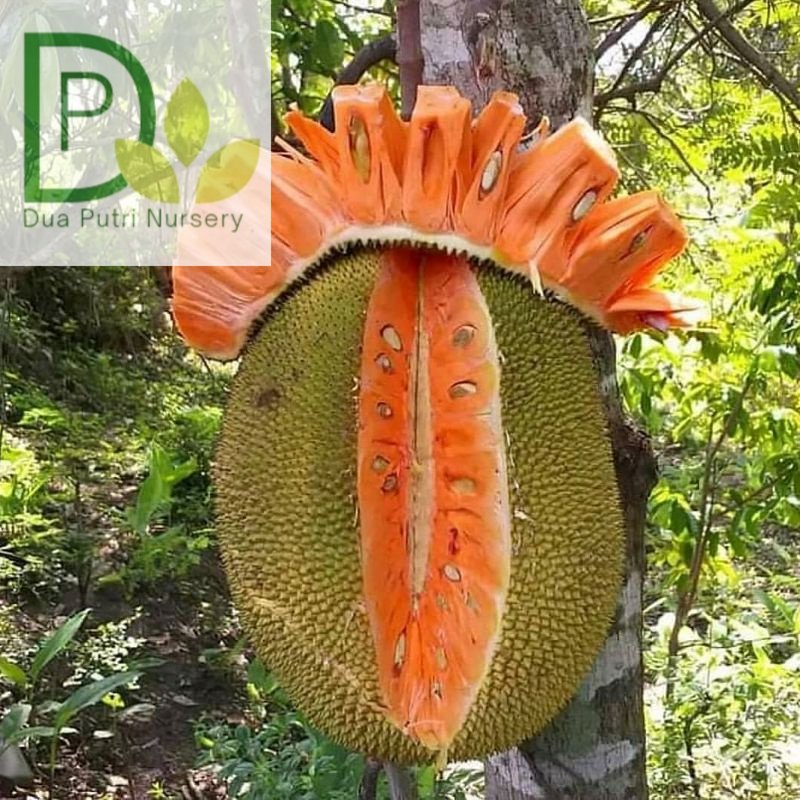 Bibit Nangka Merah Super