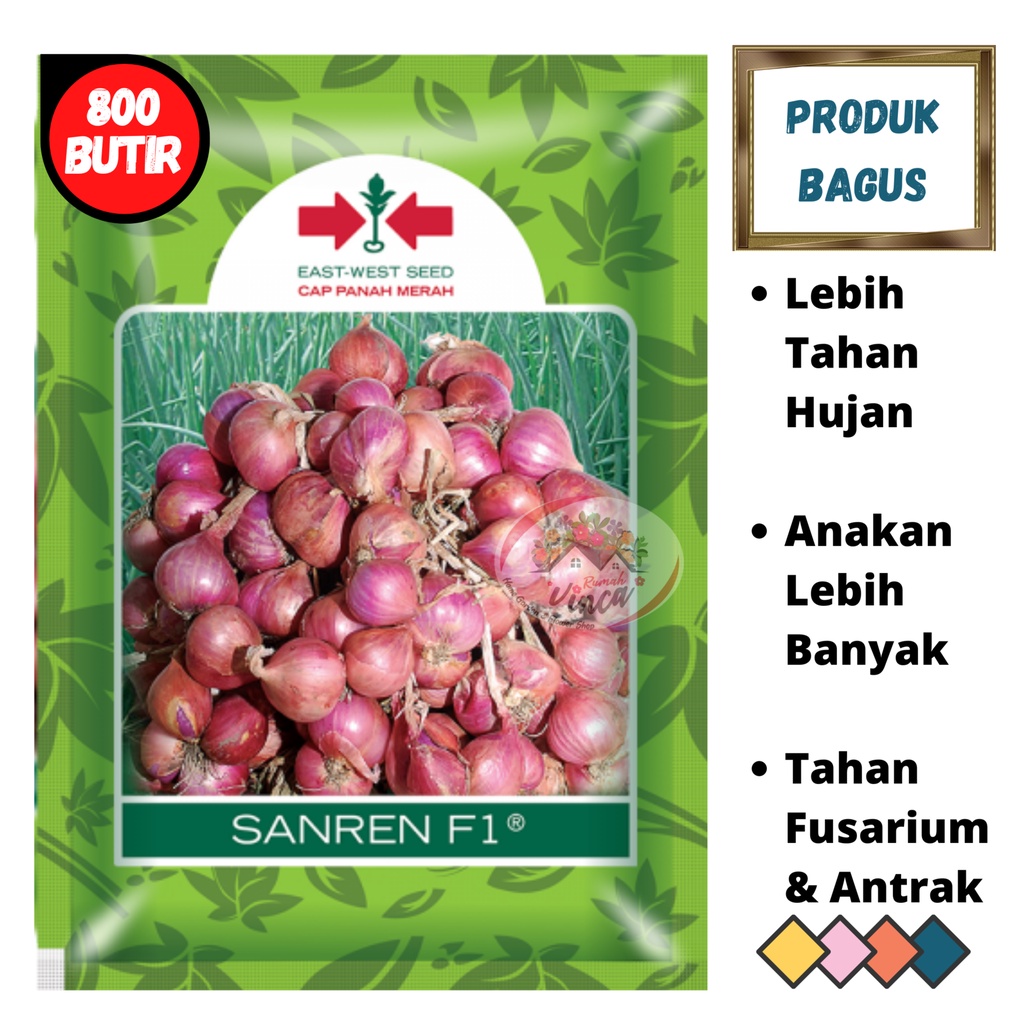 Benih Biji Bibit Bawang Merah dari Biji SANREN F1 800butir TSS dari Cap Panah Merah
