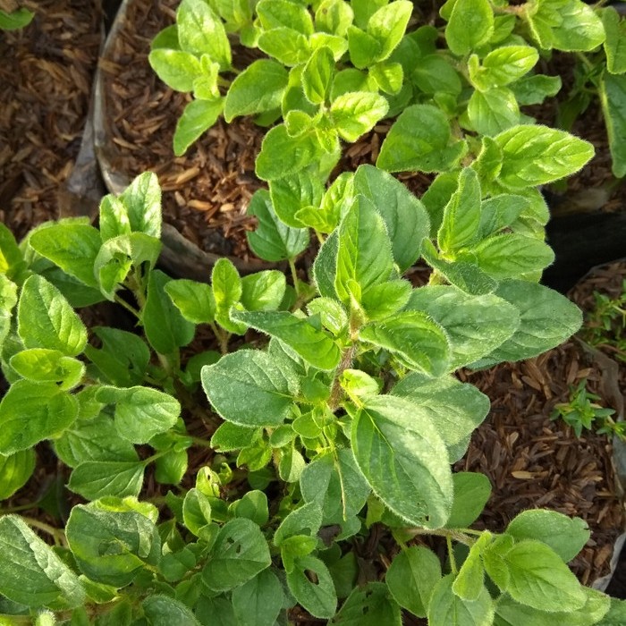 

[Ready Stock] Tanaman oregano/bumbu masakan/rempah