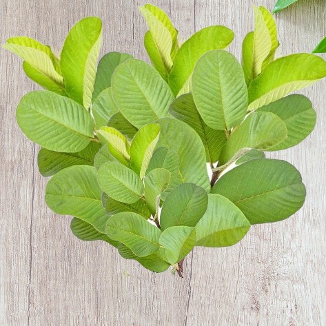 

Pucuk Daun Jambu Biji 100 Gram Organik Tanpa Kimia Pure Herb Superfood