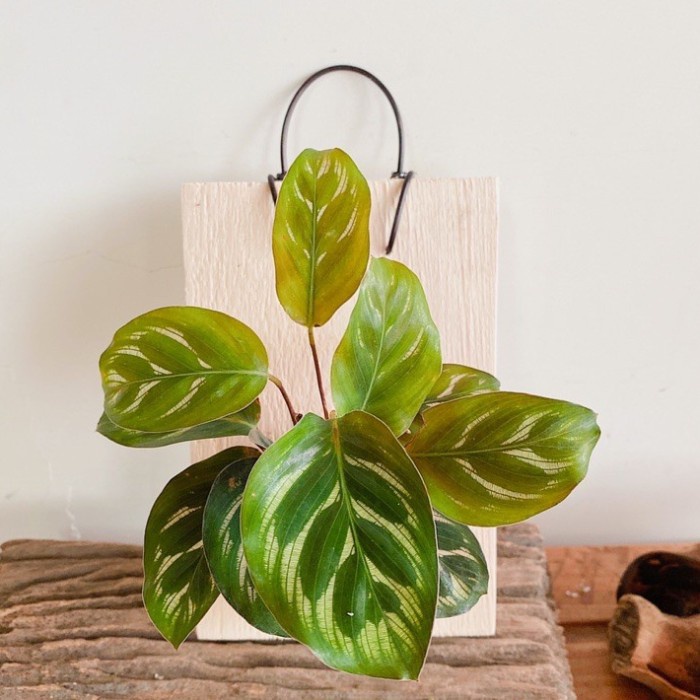 Wall of fame - Calathea Makoyana