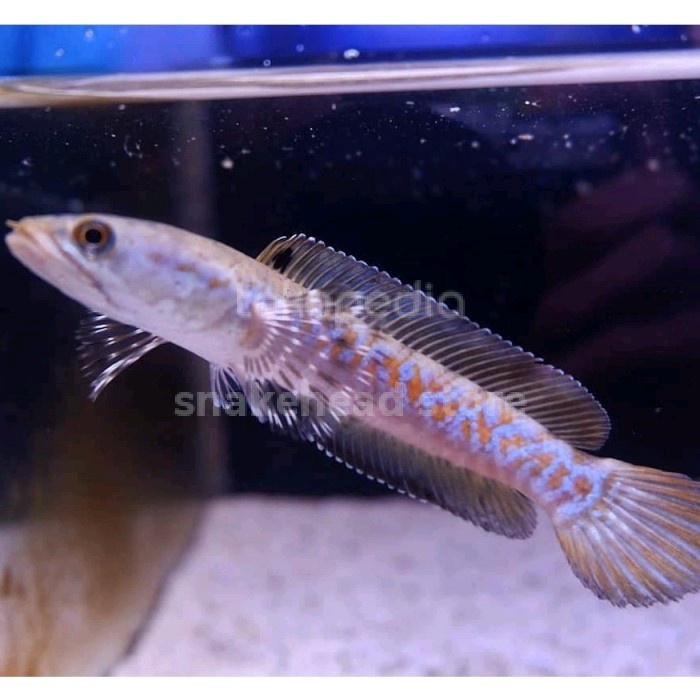channa red stripe pulchra baby size 4 cm