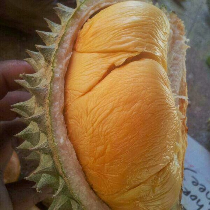 Bibit Durian Ochee (Durio sp)Duri Hitam - ‘Black Thorn’-(ORIGINAL) - bibit buah- florista javanica