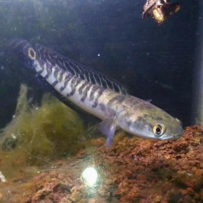 Channa ys yellow sentarum red eye 15-20 cm - 7-10 - Yellow Sentarum, 10-15 cm