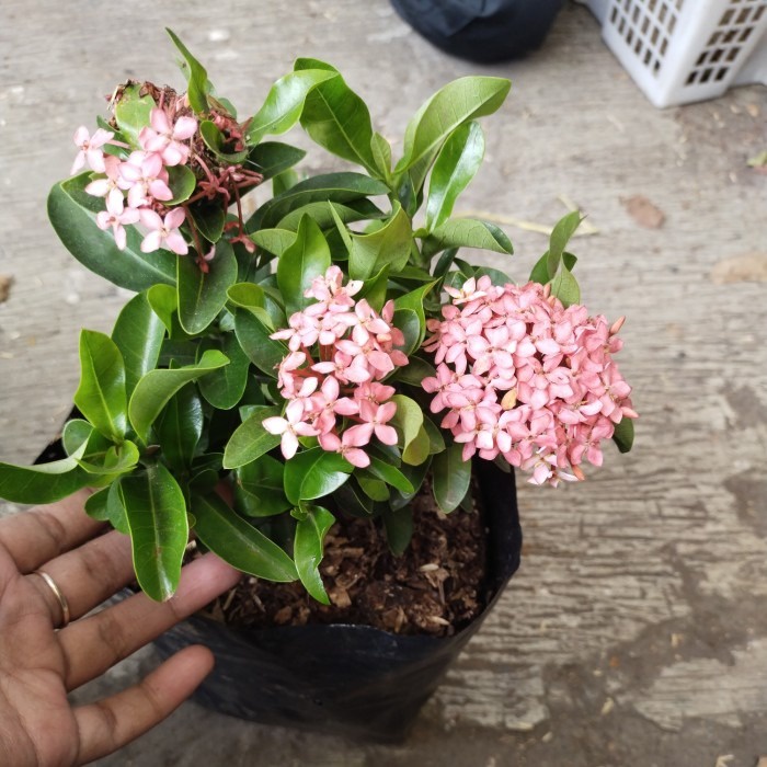 Tanaman hias bunga Soka jambon, Soka India, Soka Superbol