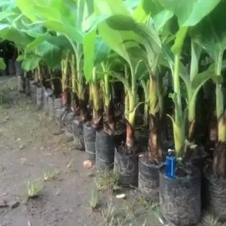 [Ready Stock] bibit pisang tanduk sukabumi