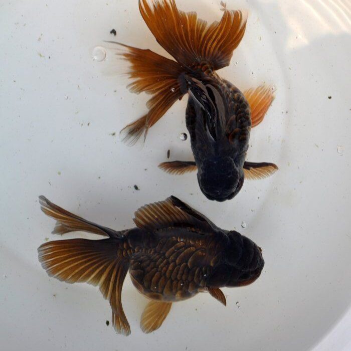 mas koki black oranda isi 5 ekor