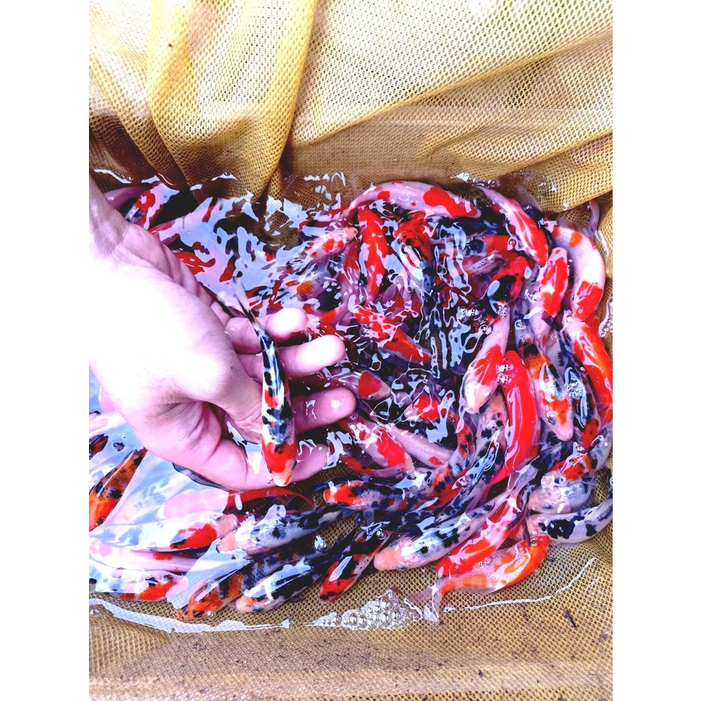 paket 5 ekor koi mix showa shiro sanle kohaku