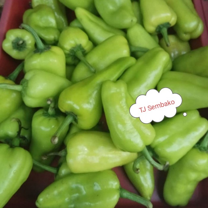 

Best Seller [COD] CABE BESAR HIJAU / THAI HIAM CIAU SINGKAWANG PONTIANAK - 500 gram