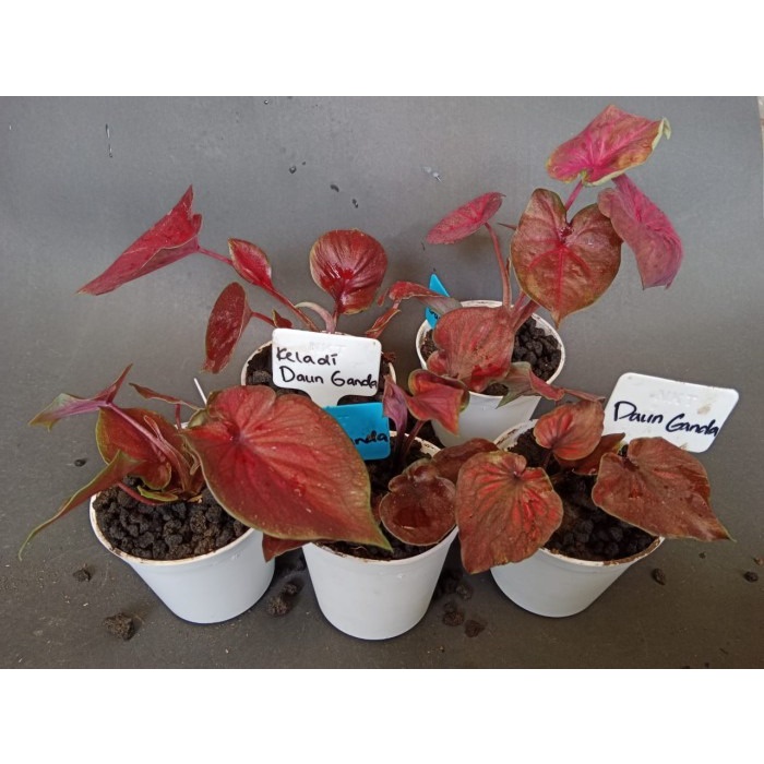 Tanaman Hias Keladi Daun Ganda, bagus
