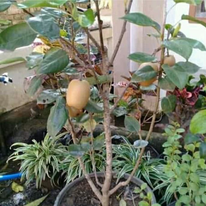 Bibit Buah Pir Hijau Asia Cangkok