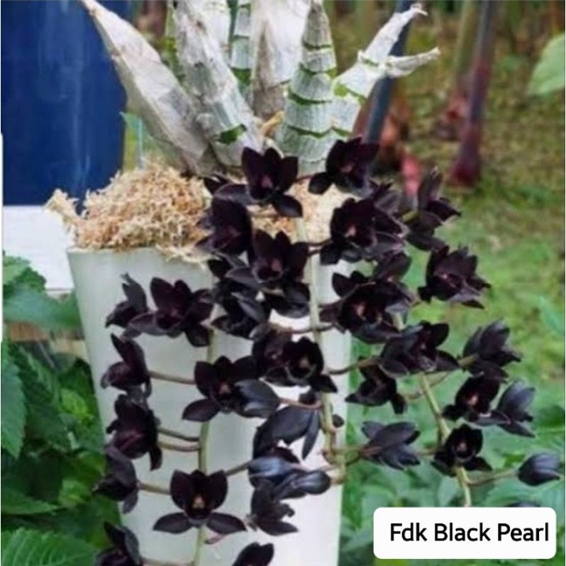 ANGGREK CATASETUM FDK BLACK PEARL SVO