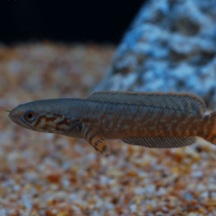 Channa bleheri ( rainbow chana) uk 10cm