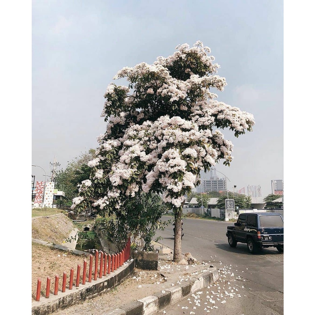 BIBIT BUNGA TABEBUYA PUTIH (Tabebuia chrysotrichus) - BakulKembang