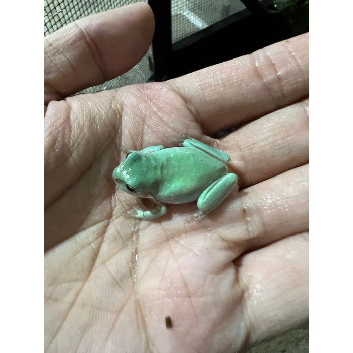 Blue Dumpy Tree Frog / Australian White Tree Frog - Litoria Caerulea