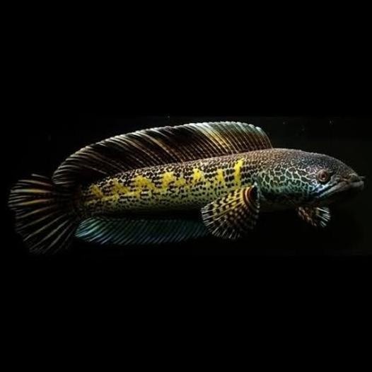 ikan channa auranti baby 4 5cm
