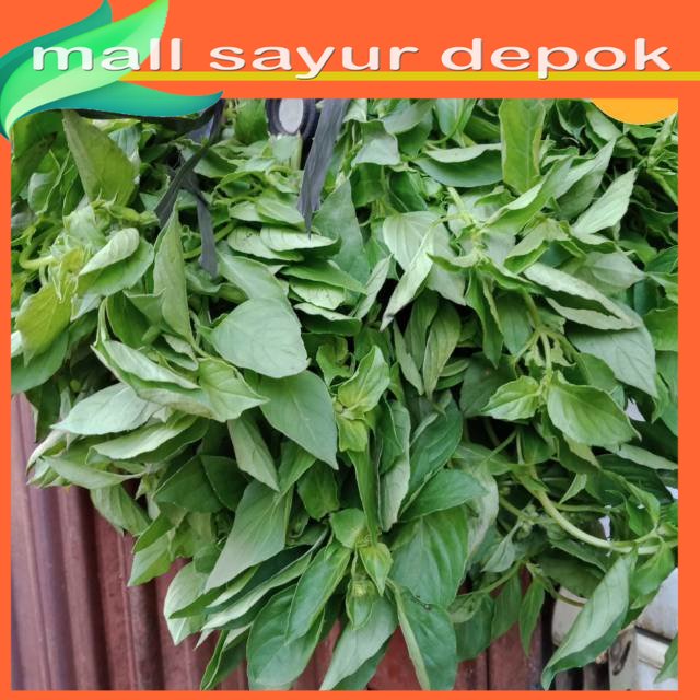 

Daun Kemangi Daun Poh Pohan