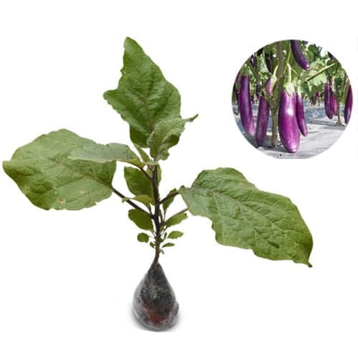 Bibit Tanaman Terong Ungu Bibit Terong Tanaman Terong Hidup Lalapan