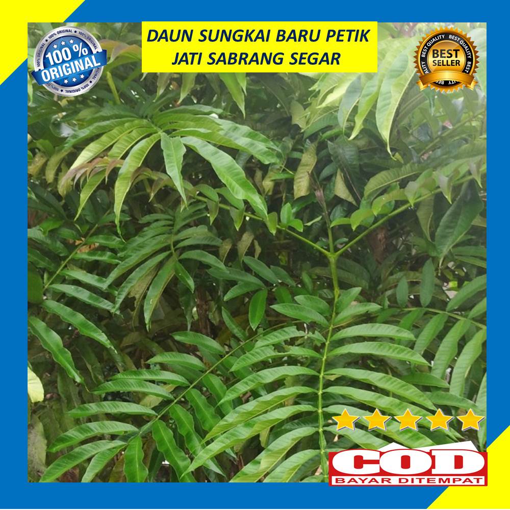 Daun Sungkai Jati Sabrang Segar 250 Gram Herbal Covid  Fresh Obat Herbal TERBAIK OBAT HERBAL OBAT TR