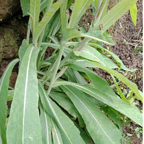 

Daun Tempuyung 250 gr Segar