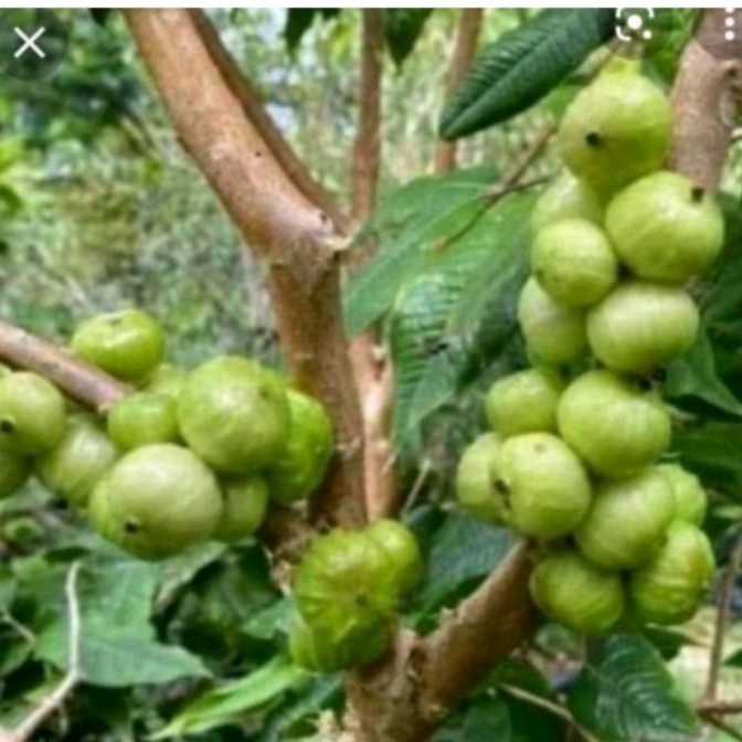 bibit tanaman anggur white jaboticaba - anggur putih