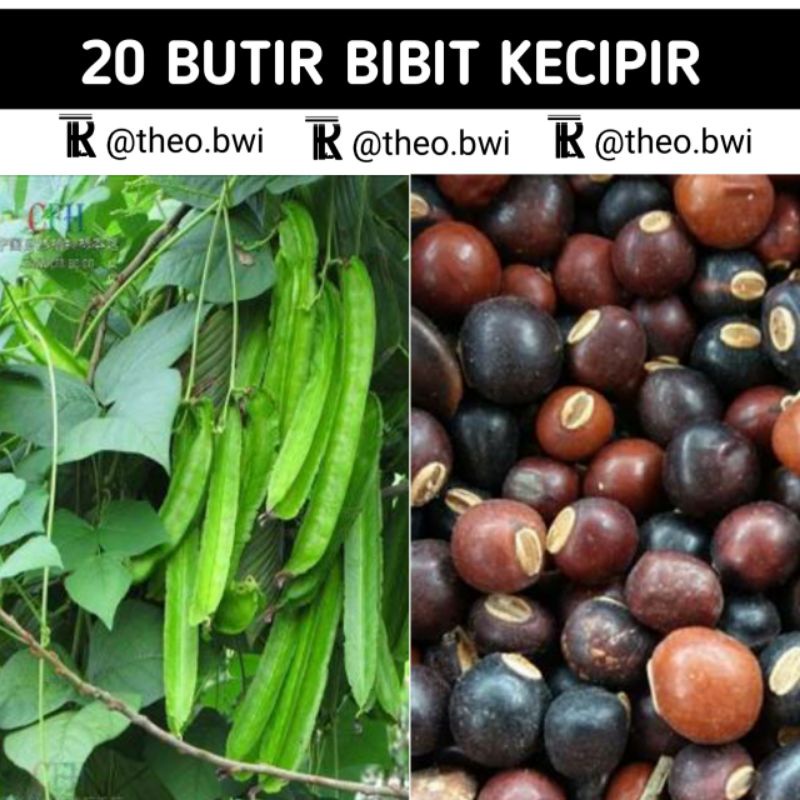 20 biji benih kecipir panjang .  bibit sayuran kecipiri| Theo R