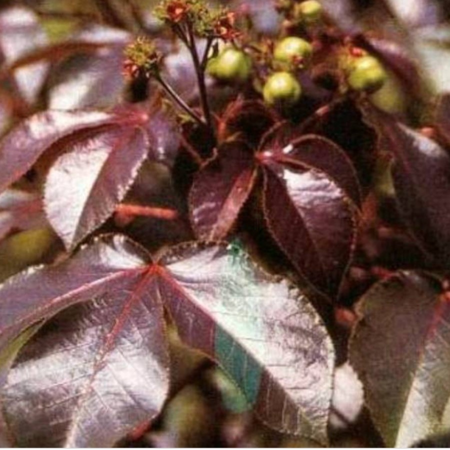 

DAUN JARAK MERAH SEGAR