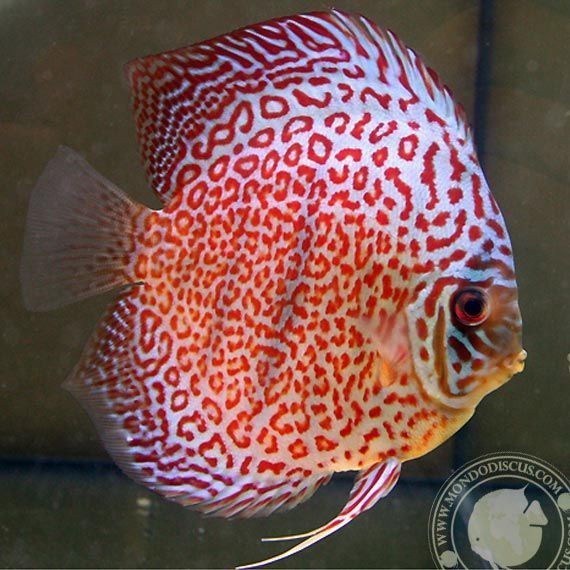 Ikan Discus Ring Leopard Size 3 inci Kualitas Jamin OKE