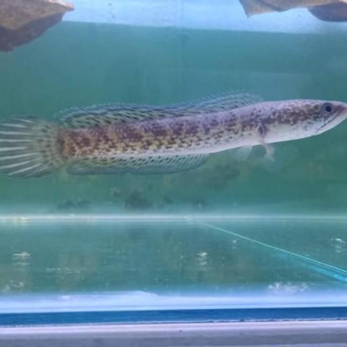 [ORIGINAL] Diskon channa auranti/baby anakan/full pelet/ukuran 3-4 cm