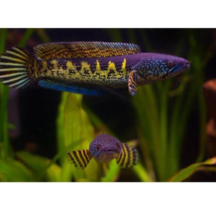 [KODE V1738] channa auranti baby 4cm