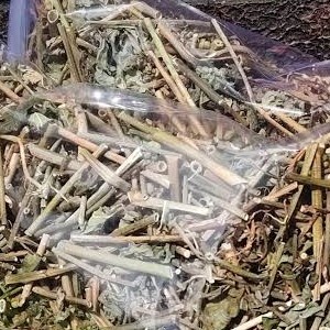 

Daun Kering Cuci Perut 100gram Daun Kate Mas Organik Suduk Mentul Herb
