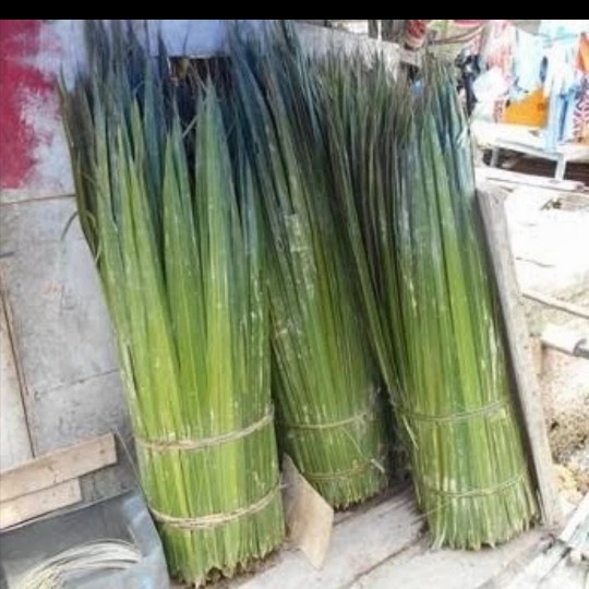 

daun nipah 50 lembar - daun dahon - daun rumbia - bahan kerajinan