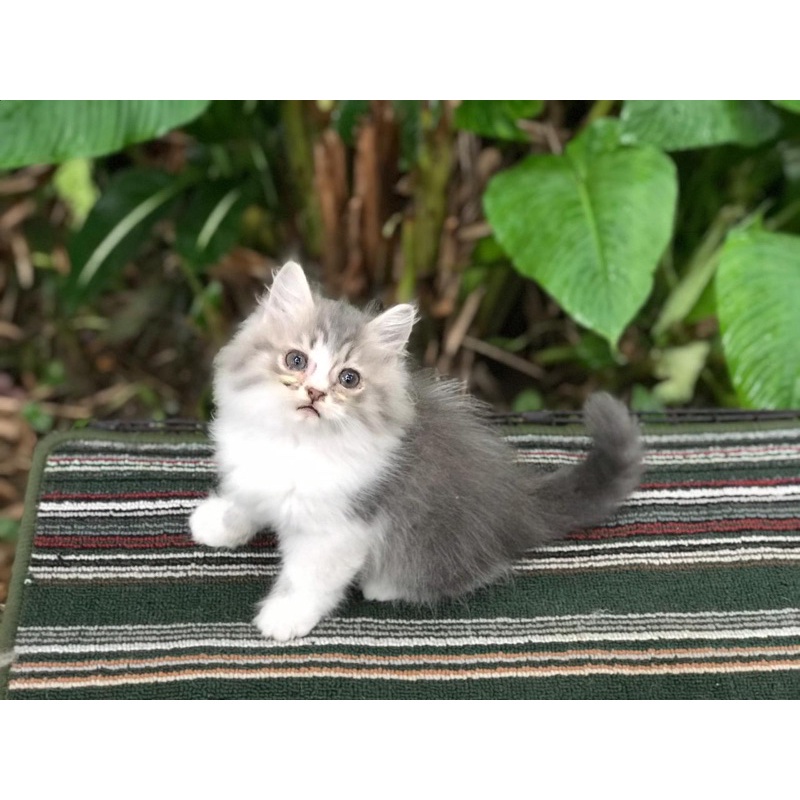 Kucing Kitten Persia Ragdol Anggora Himalaya Peaknose Munchkin Maincoone