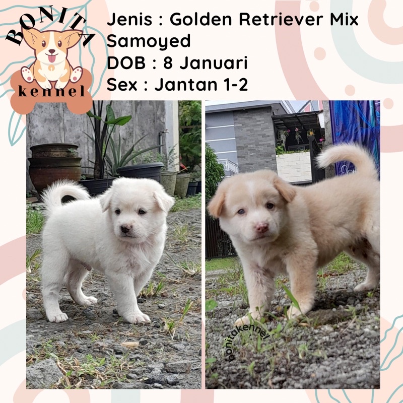 Golden Retriever Mix Samoyed Anak Anjing Golden Mix Samoyed Jantan Betina